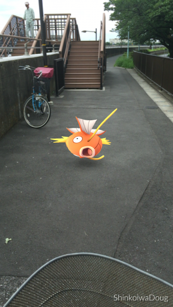 There a dozens of these stupid MagiKarp all along the riverside.