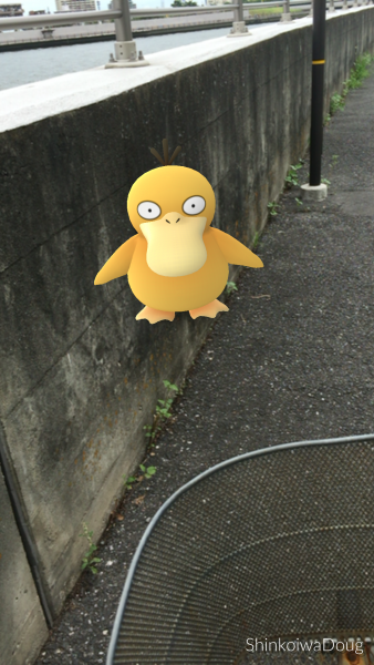 A Psyduck on my route.