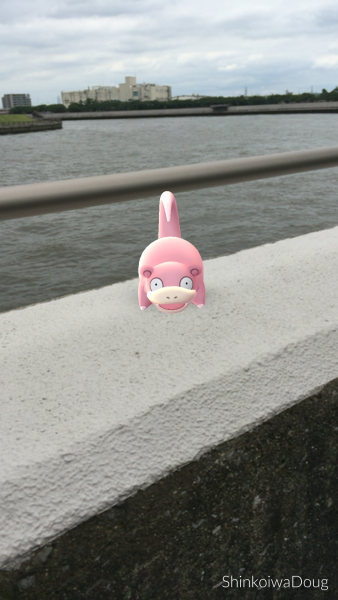 A slowpoke was hanging out on the wall along where I was riding.