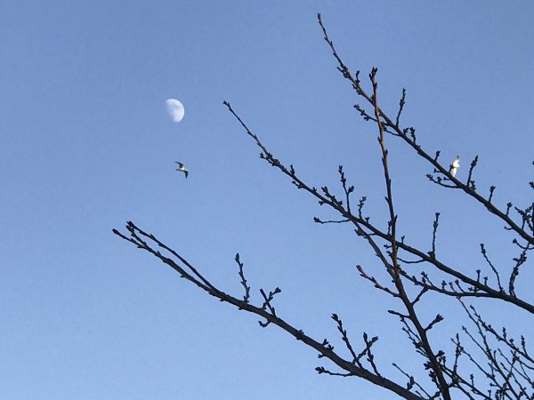 Birds and the moon behind the trees